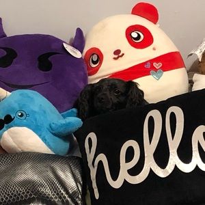 Meet your Posher, Callie